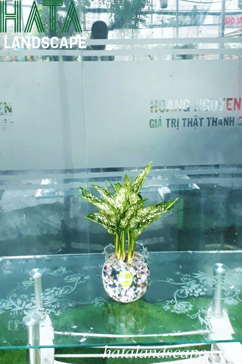 Cây Kim Tiền xanh tốt, biểu tượng tài lộc cho người mệnh Mộc, đặt trong chậu sứ trắng hiện đại