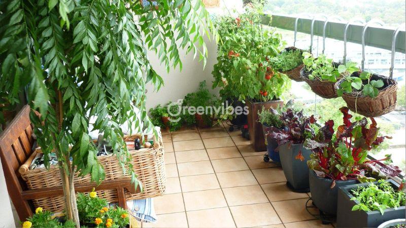 Lợi ích tuyệt vời của cây chịu nắng hướng tây giúp không gian sống trong lành, mát mẻ