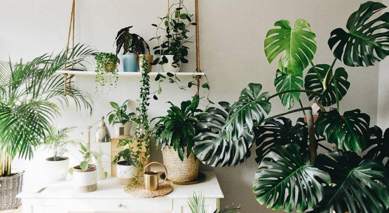 Gợi ý các loại cây cảnh trồng ban công phổ biến, dễ sống và đẹp