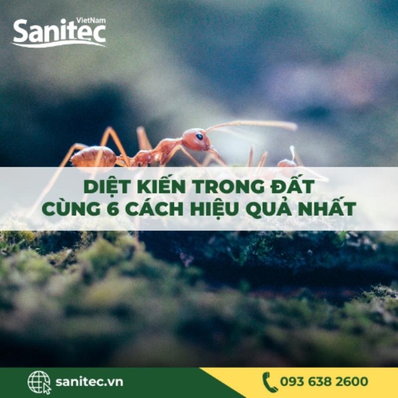 Các bước hướng dẫn quy trình tiêu diệt tổ kiến lửa trong vườn một cách có hệ thống và hiệu quả cao