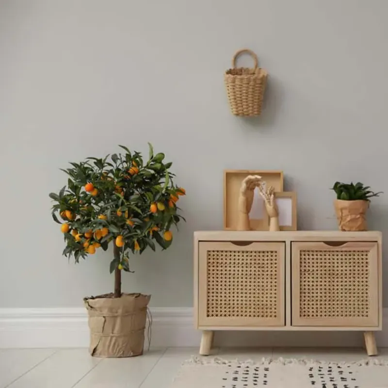 Các loại cây cảnh phổ biến trang trí Tết như hoa mai, hoa đào và cây quất