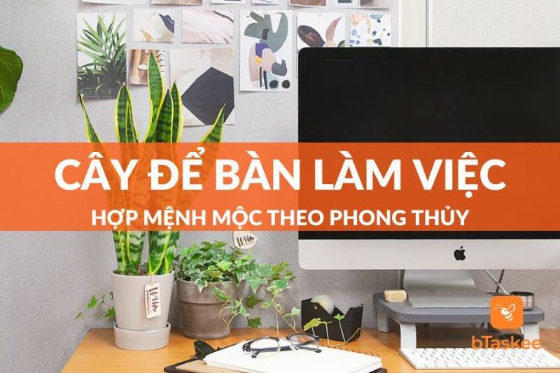 Cac loai sen da xanh nho gon la lua chon tuyet voi cho cay hop menh Moc 1988 tren ban lam viec