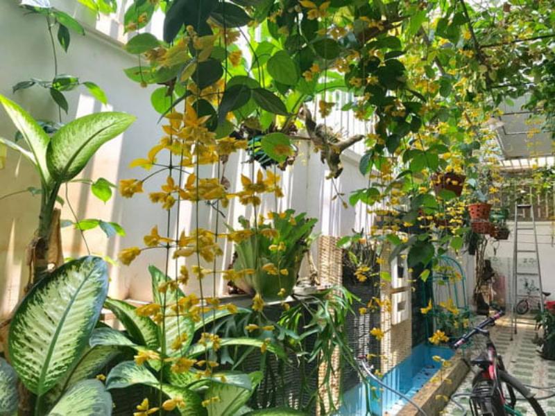 Cây leo ban công chịu nắng, tổng quan về sự lựa chọn cho không gian xanh mát và rực rỡ