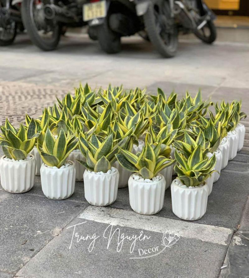 Cây Lưỡi Hổ trang trí nội thất hiện đại, mang vẻ đẹp độc đáo, giúp thanh lọc không khí hiệu quả