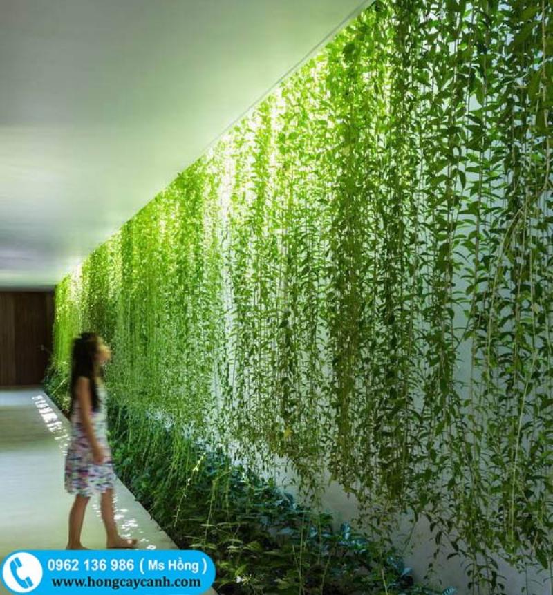 Chậu cây treo và dây leo rủ xuống tạo không gian xanh mát cho ban công