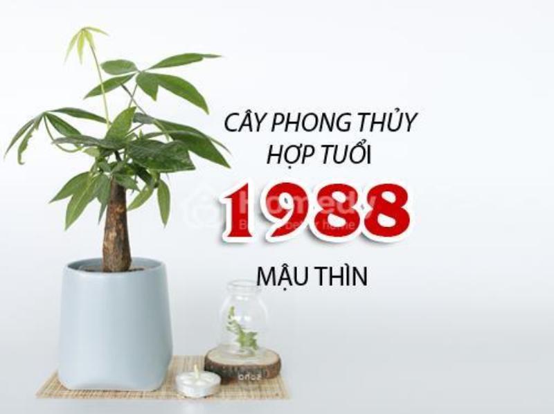 Chon cay hop menh Moc 1988 voi cay Van Nien Thanh xanh muot mang lai sung tuc