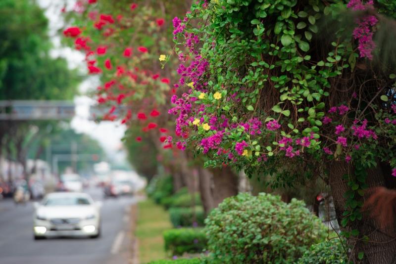 Hoa Giấy rực rỡ trên ban công nắng, sắc màu nổi bật giữa không gian đô thị.