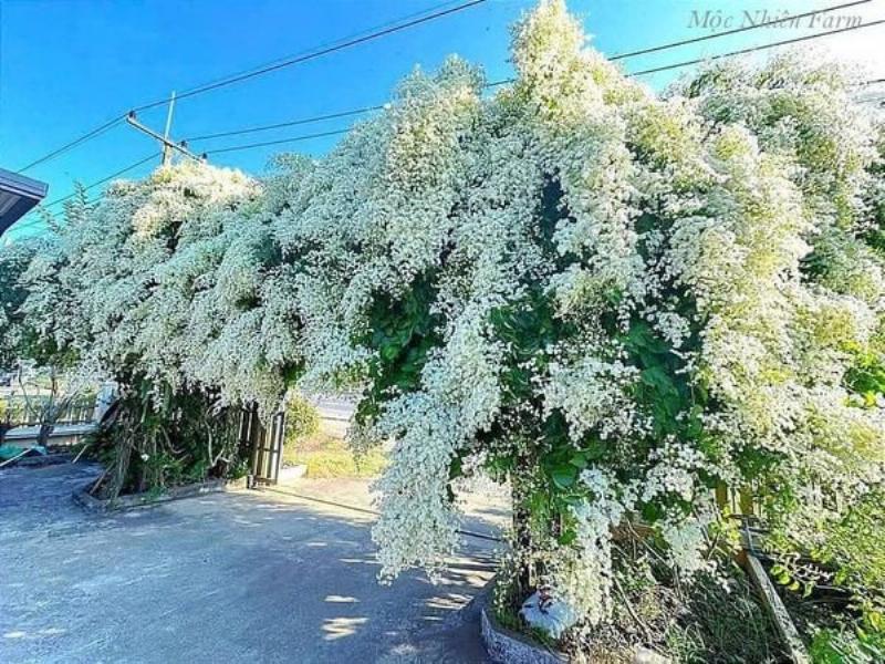 Hướng dẫn chăm sóc hoa ban công chịu nắng đúng cách để cây phát triển tốt