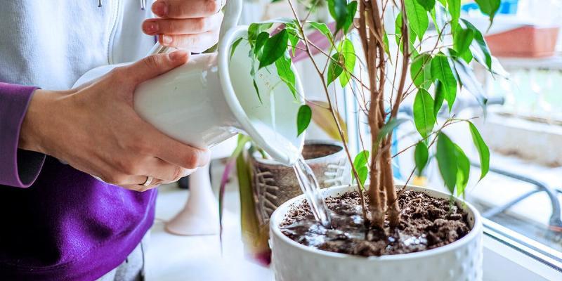 Khắc phục lỗi chăm sóc cây trong nhà phổ biến để cây luôn tươi tốt.