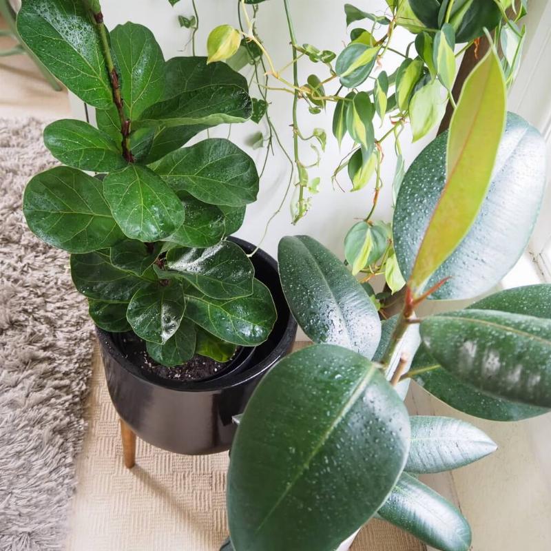 Một người đang cẩn thận lau lá của một cây fiddle leaf fig lớn bằng khăn ẩm, thể hiện việc chăm sóc lá cây để giữ cho chúng sạch sẽ và khỏe mạnh