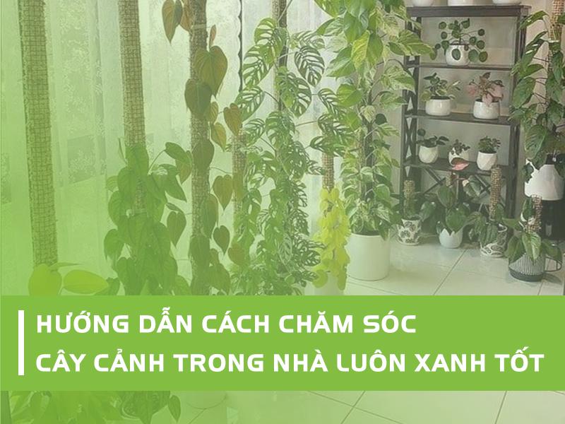 Mẹo đơn giản để chăm sóc cây cảnh trong nhà luôn xanh tốt và khỏe mạnh.