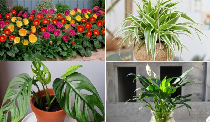 Những cây cảnh trồng trong nhà giúp thanh lọc không khí và cải thiện sức khỏe hiệu quả.