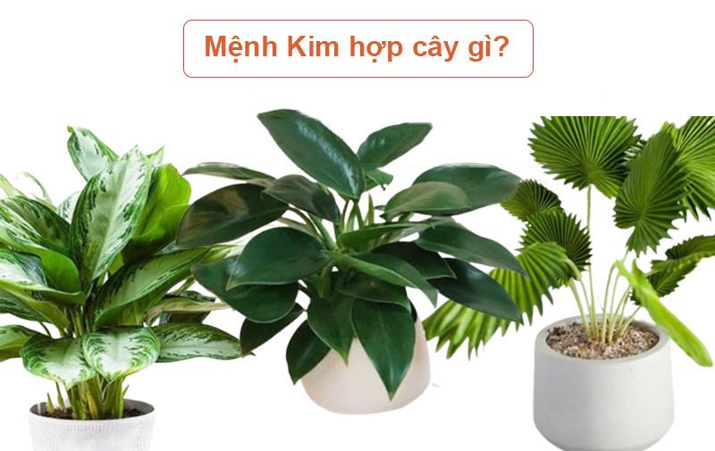 Một khu vườn nhỏ được sắp xếp hợp phong thủy cho người mệnh Mộc trước nhà, với nhiều loại cây xanh tươi