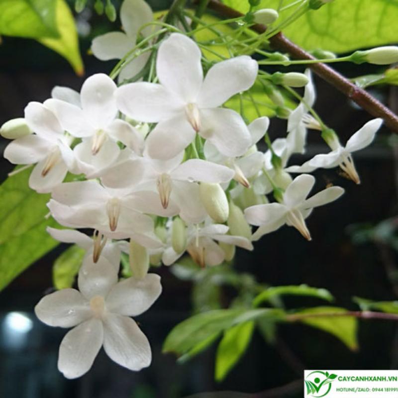 Một món quà là cây cảnh phong thủy đẹp được gói tinh tế, phù hợp cho người mệnh Mộc