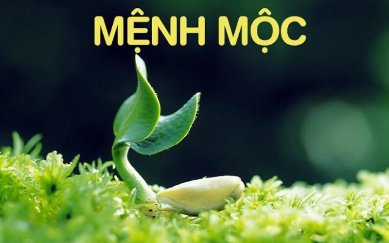 Dat cay hop menh Moc 1988 nhu Kim Tien tren ban lam viec hut tai loc