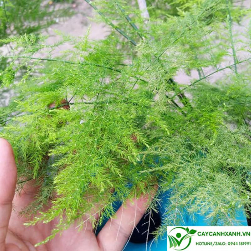 Cách bố trí các loại cây trồng trong nhà để tối ưu vẻ đẹp và lợi ích phong thủy