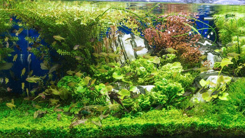 Top 5 loại cây thủy sinh bể cá dễ trồng và đẹp mắt cho người mới bắt đầu
