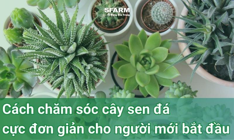 Các loại cây trồng trong nhà dễ chăm sóc, phù hợp cho người bận rộn hoặc mới bắt đầu