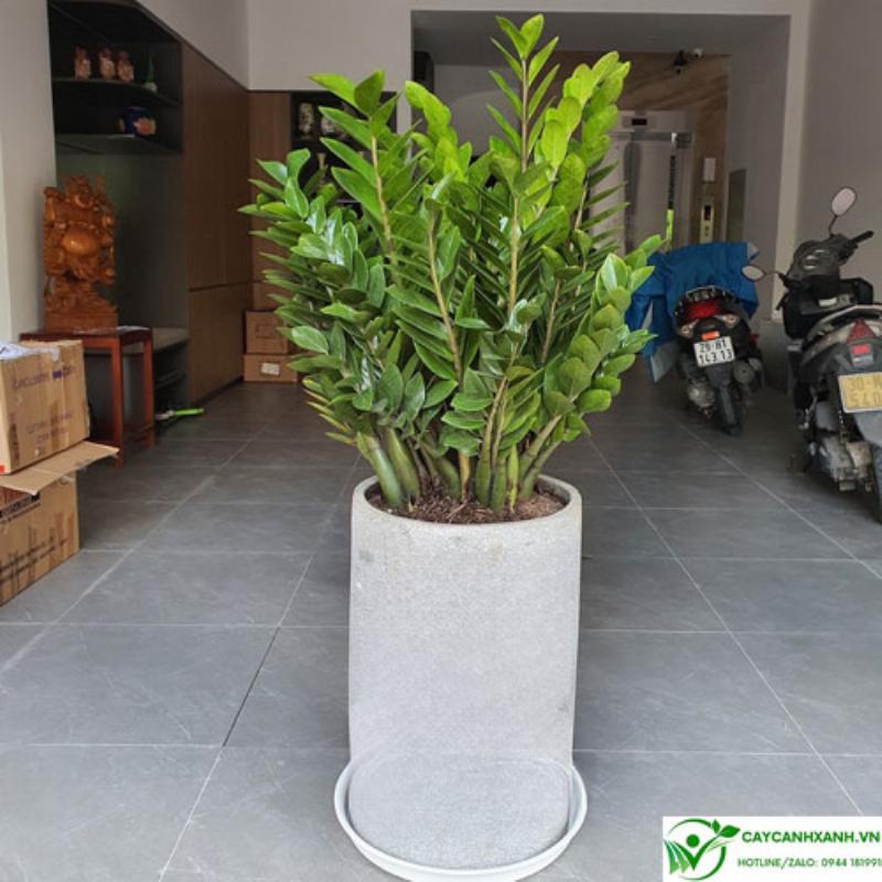 Cây Kim Tiền đặt trên bàn làm việc trong không gian nội thất hiện đại, mang lại tài lộc và may mắn