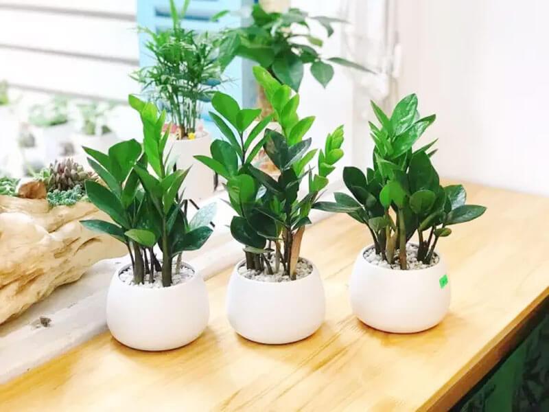 Cây Kim Tiền mang tài lộc và ý nghĩa phong thủy tốt 