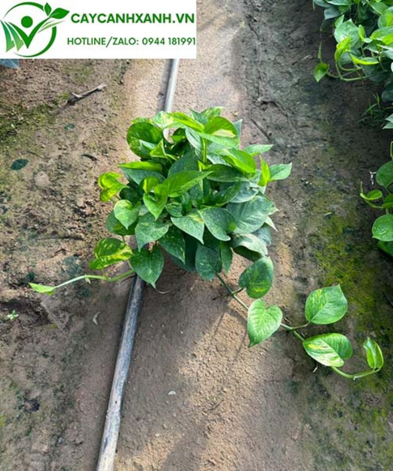 Cây trầu bà treo giúp làm đẹp nhà và thanh lọc không khí 