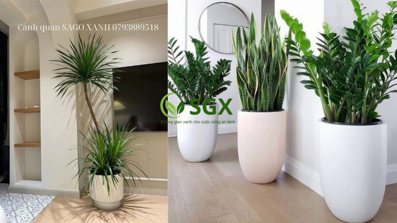 Một chậu cây xanh lưỡi hổ lớn đặt trong phòng khách hiện đại, mang lại không khí trong lành và vẻ đẹp tự nhiên cho không gian sống.