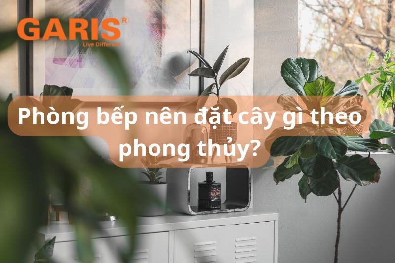 Các bước chăm sóc cây phong thủy để duy trì năng lượng tích cực trong nhà