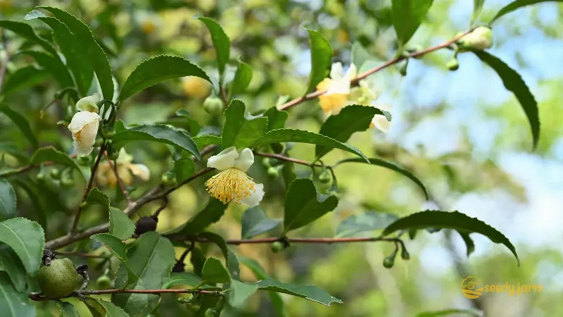 Một người đang cẩn thận tưới nước cho cây xanh đặt trên bàn gỗ, với ánh nắng mặt trời chiếu qua cửa sổ