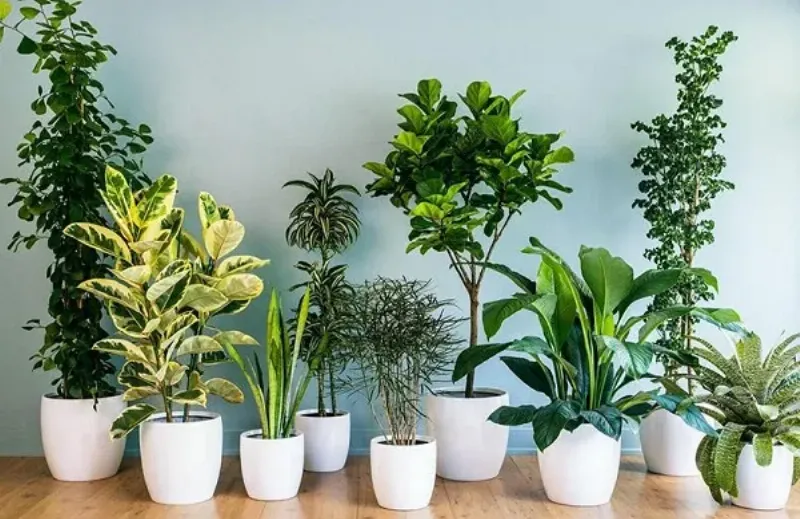 Một người phụ nữ đang kiểm tra độ ẩm đất của cây kim tiền đặt trong phòng khách ấm cúng, có ánh sáng tự nhiên hạn chế.