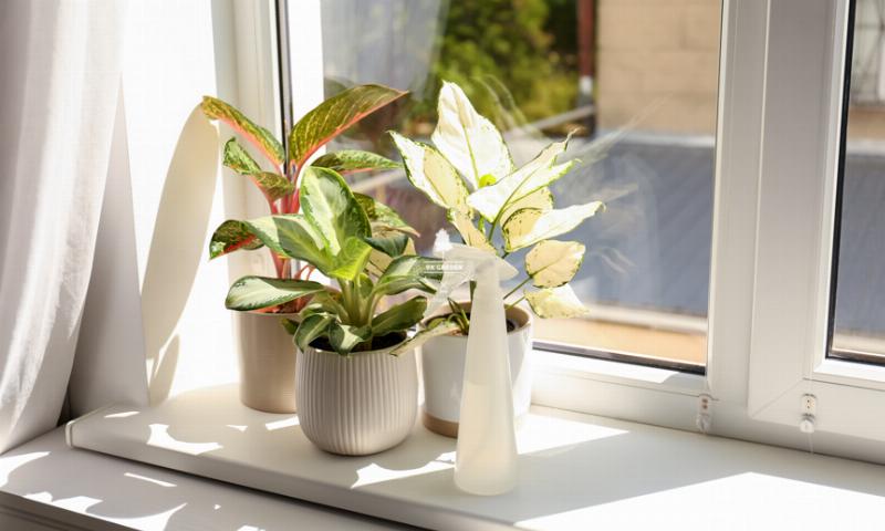 Một người đang tưới nước cho cây cảnh trong nhà, với chậu cây được đặt gần cửa sổ đón ánh sáng nhẹ
