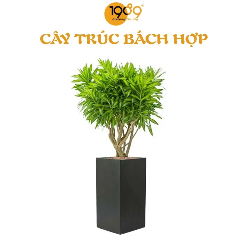 Nội thất ban công đẹp và cây cảnh phù hợp