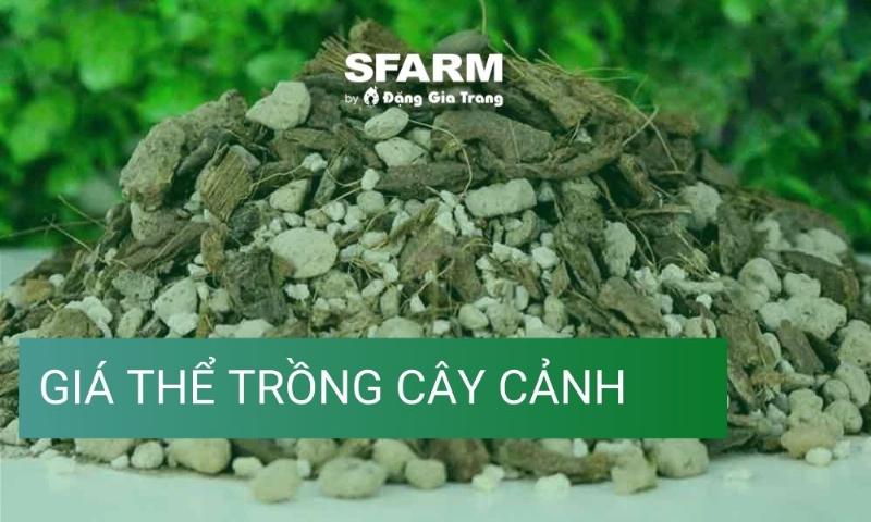 Đất trồng và dinh dưỡng cần thiết cho sự phát triển của cây cảnh trong nhà