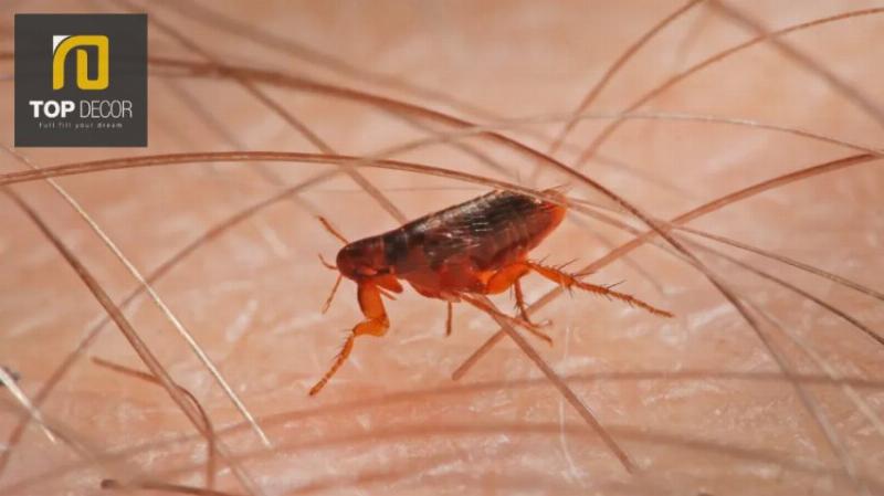 Dung dịch xịt tự nhiên được làm từ tinh dầu đang được phun lên bề mặt giường để diệt bọ nhảy