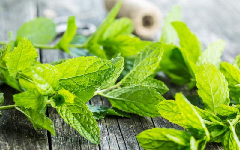 Khử mùi hôi phòng kín tự nhiên bằng vỏ cam chanh bưởi và than hoạt tính mang lại không gian trong lành