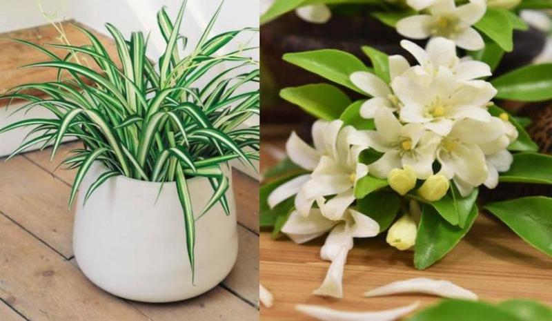 Lợi ích sức khỏe và tinh thần từ các loại cây trồng trong nhà