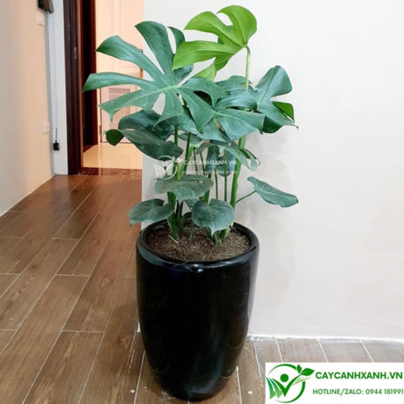 Một người đang chăm sóc chậu trồng cây ban công, tưới nước và cắt tỉa lá khô để đảm bảo cây luôn xanh tốt