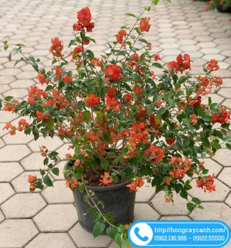 Sân vườn với cây cảnh và tiểu cảnh nước, tạo không gian thư giãn và phong thủy tốt cho gia đình