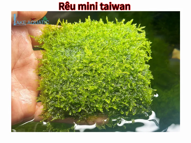 Thiết kế bố cục bể thủy sinh chuyên nghiệp với đá và lũa tạo điểm nhấn