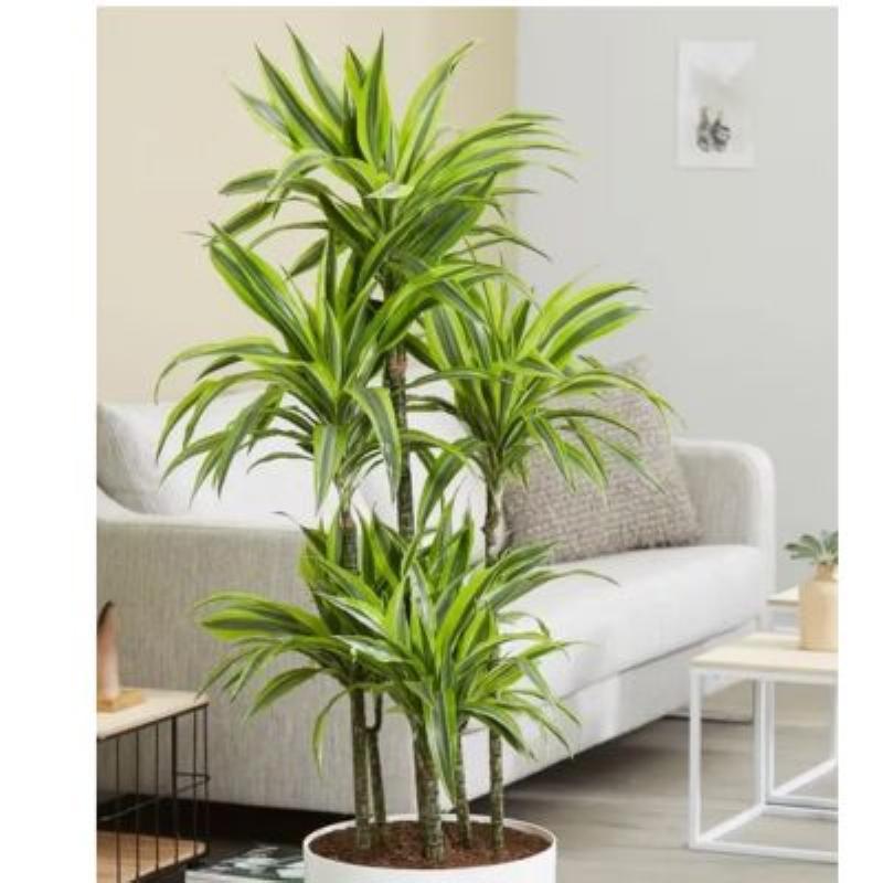 Ý nghĩa sâu sắc của hình ảnh chiếc lá trong thiết kế nội thất hiện đại, mang lại sự bình yên và tươi mới