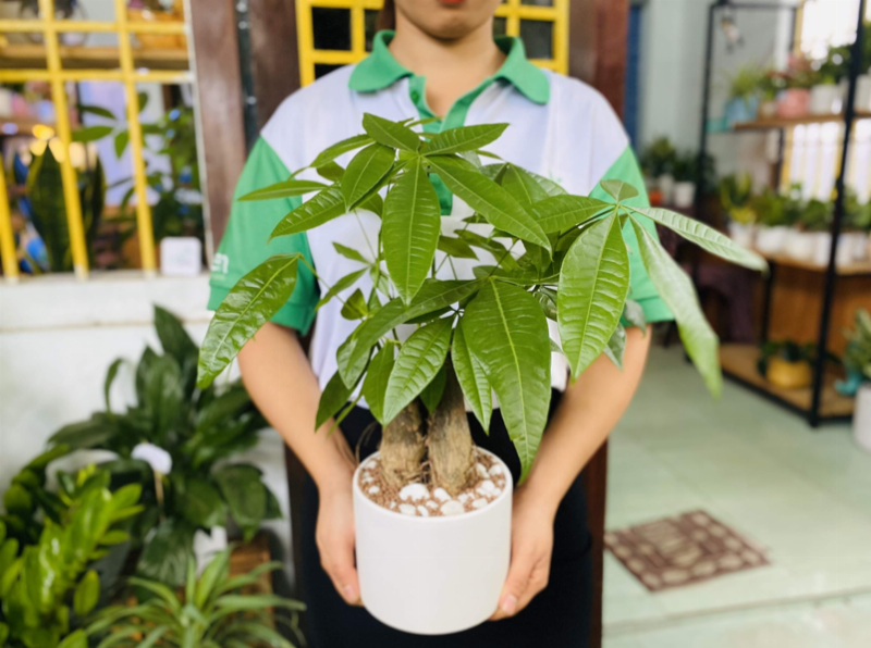 Hình ảnh cây xanh tươi tốt tượng trưng cho mệnh Mộc và sự hài hòa, phát triển trong không gian sống