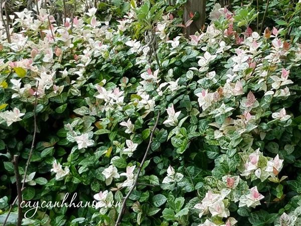 Cây thằn lằn bông tạo hàng rào xanh mát