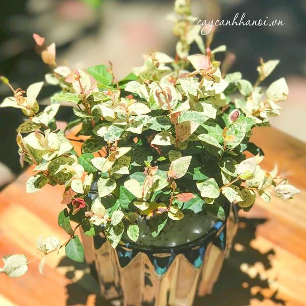 Ý nghĩa phong thủy tốt lành từ cây thằn lằn cẩm thạch