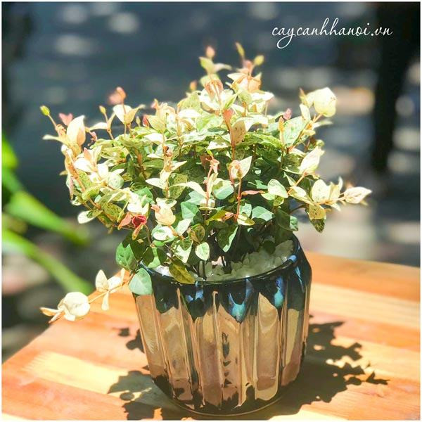Cây thằn lằn cẩm thạch trang trí bàn làm việc