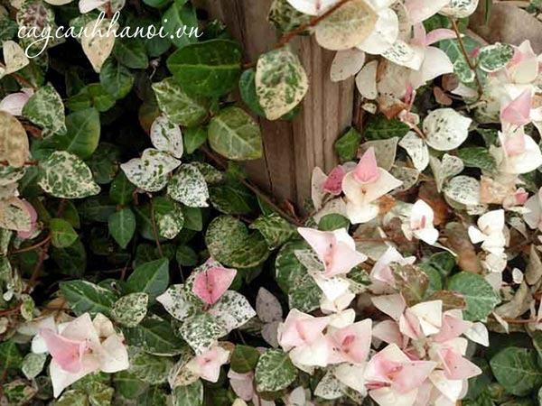 Hướng dẫn trồng cây thằn lằn cẩm thạch chi tiết