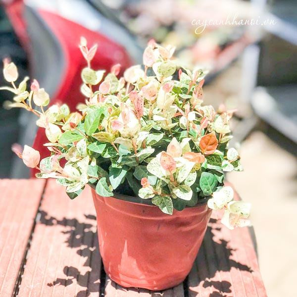 Sự độc đáo của lá cây thằn lằn cẩm thạch với ba màu