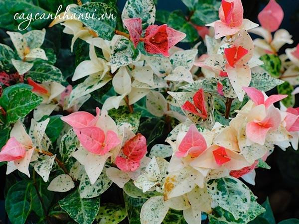 Lưu ý quan trọng khi chăm sóc cây thằn lằn bông
