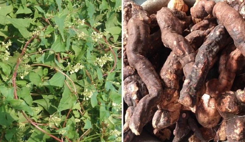 Chén nước hà thủ ô ấm nóng, thảo dược quý hỗ trợ cải thiện tình trạng tóc bạc sớm hiệu quả