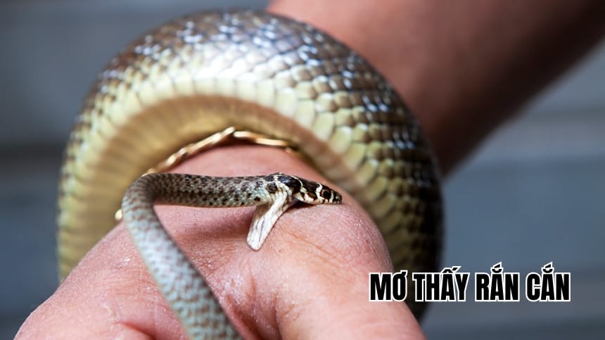 Mơ thấy rắn cắn là điềm lành hay gỡ? Giải mã chi tiết