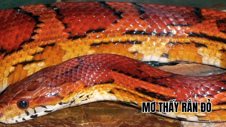 Mơ thấy rắn đỏ đánh con gì? Ý nghĩa giấc mơ, con số tài lộc