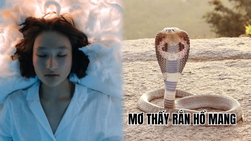 Mơ thấy rắn hổ mang dự báo điều gì về tương lai?